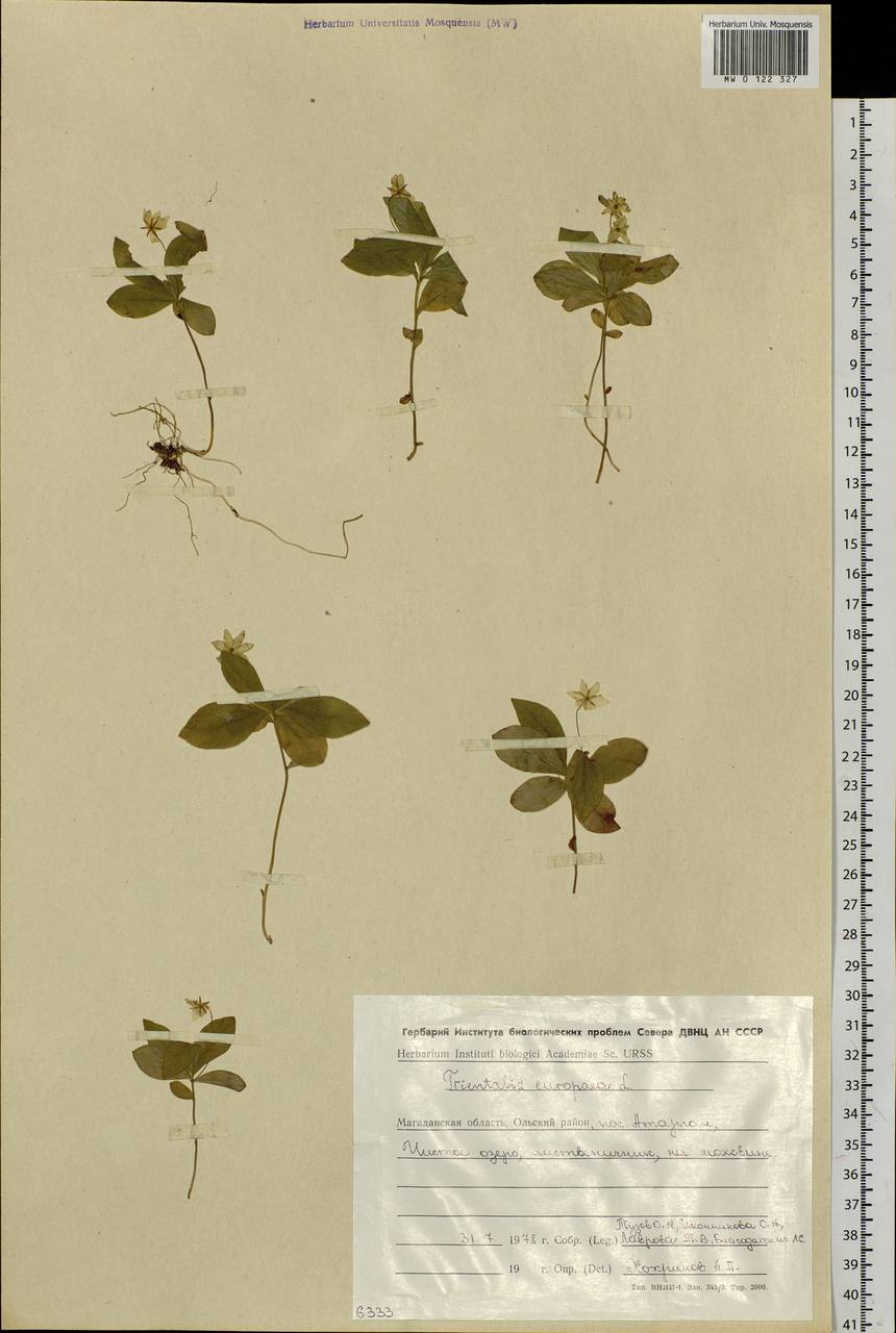 Lysimachia europaea (L.) U. Manns & Anderb., Siberia, Chukotka & Kamchatka (S7) (Russia)