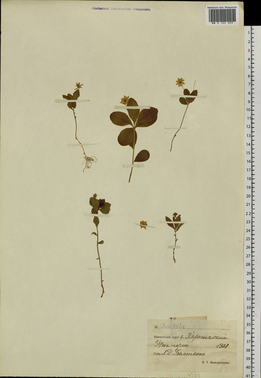 Lysimachia europaea var. arctica (Fisch. ex Hook.), Siberia, Chukotka & Kamchatka (S7) (Russia)