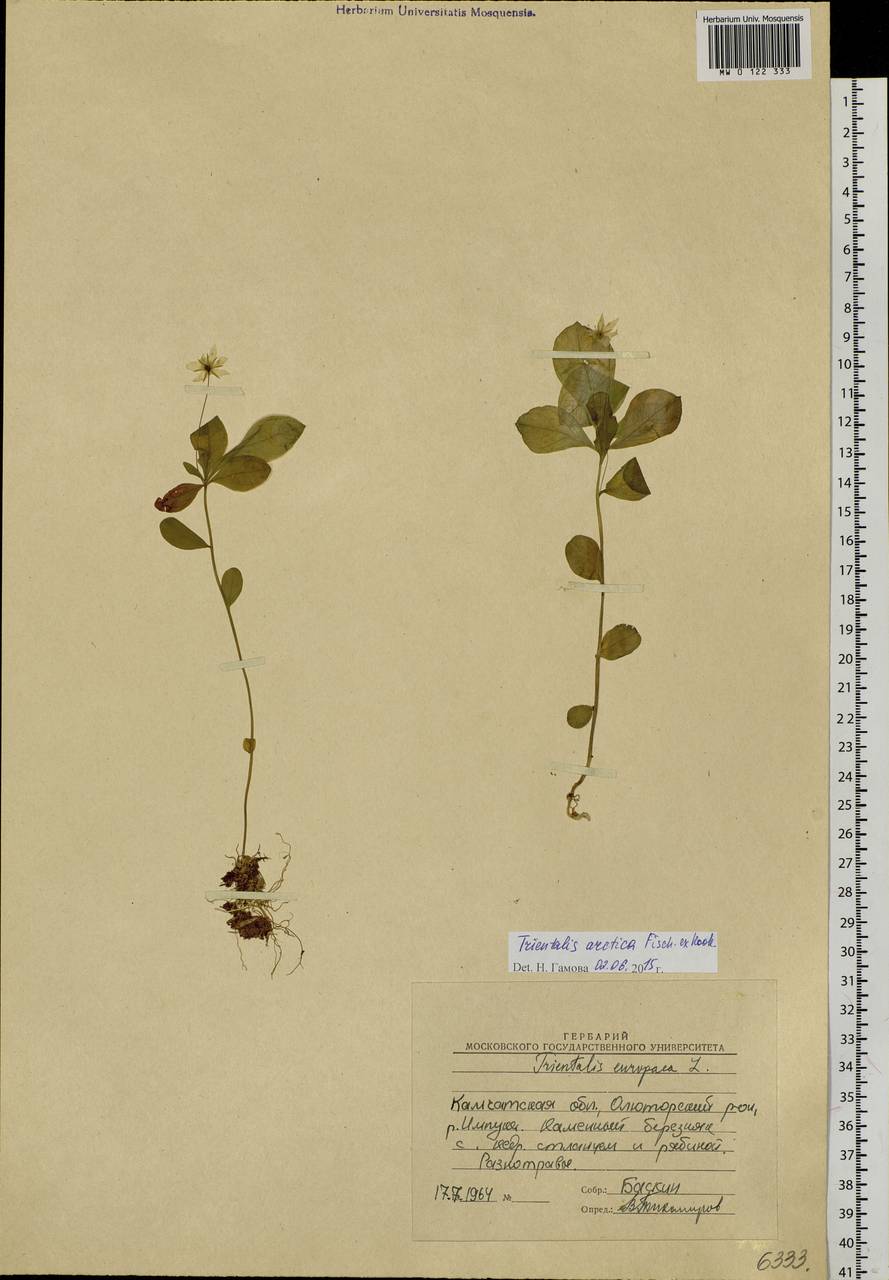 Lysimachia europaea var. arctica (Fisch. ex Hook.), Siberia, Chukotka & Kamchatka (S7) (Russia)