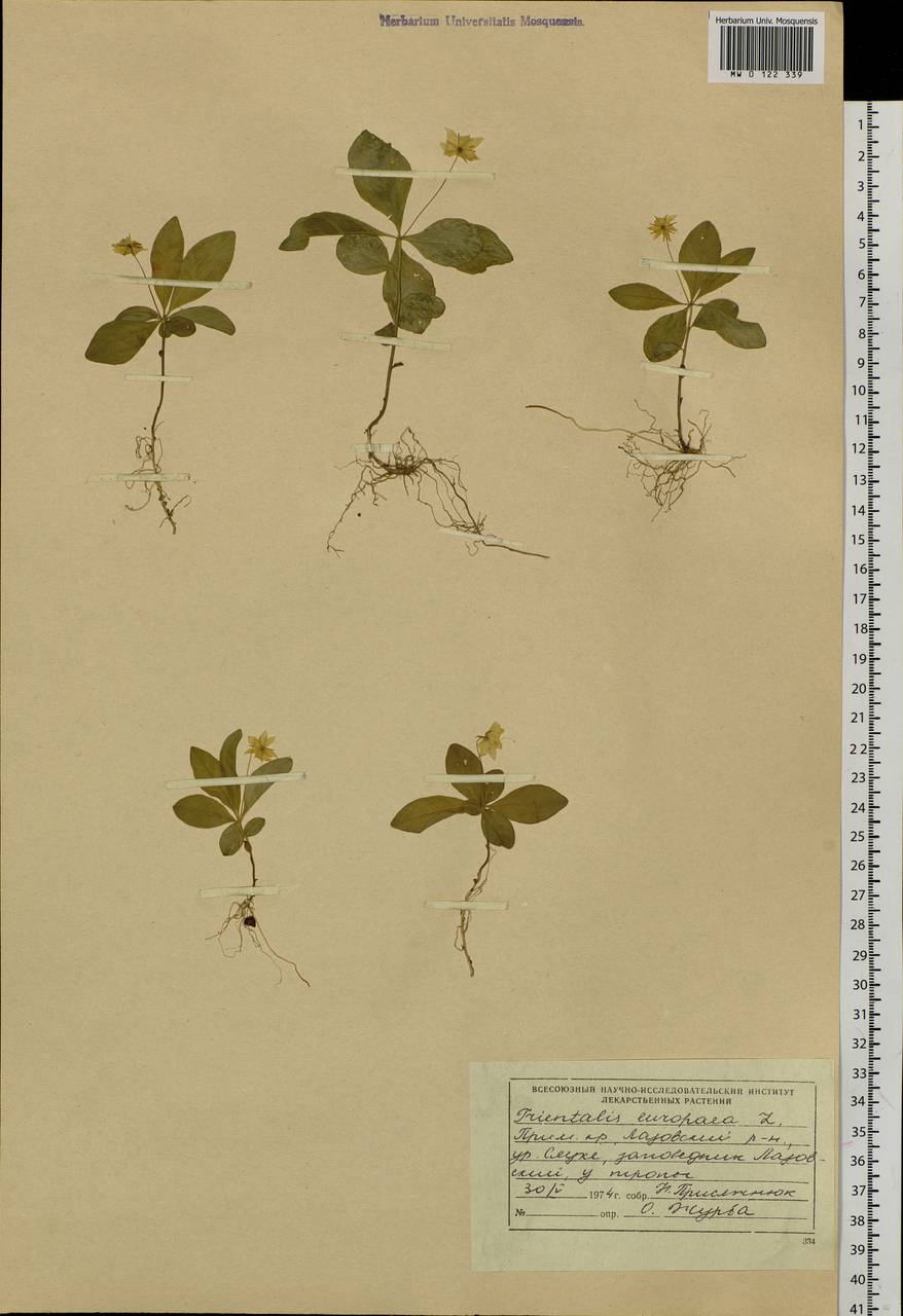 Lysimachia europaea (L.) U. Manns & Anderb., Siberia, Russian Far East (S6) (Russia)