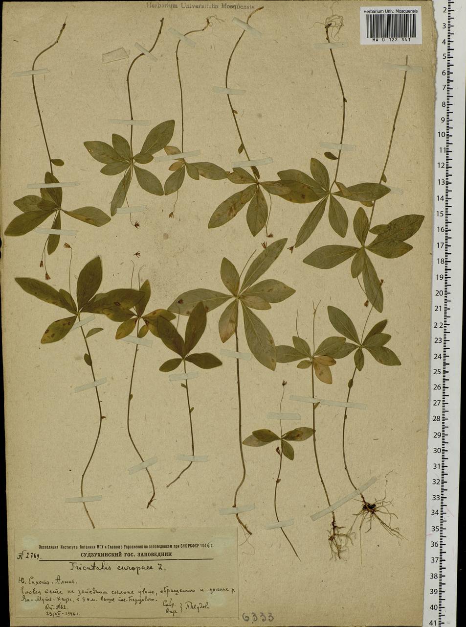Lysimachia europaea (L.) U. Manns & Anderb., Siberia, Russian Far East (S6) (Russia)