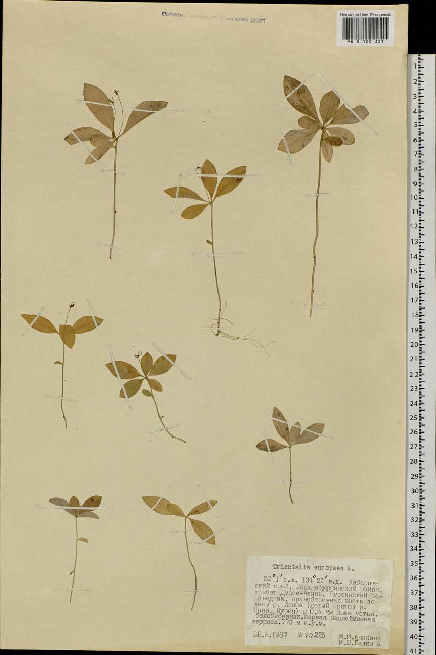 Lysimachia europaea (L.) U. Manns & Anderb., Siberia, Russian Far East (S6) (Russia)