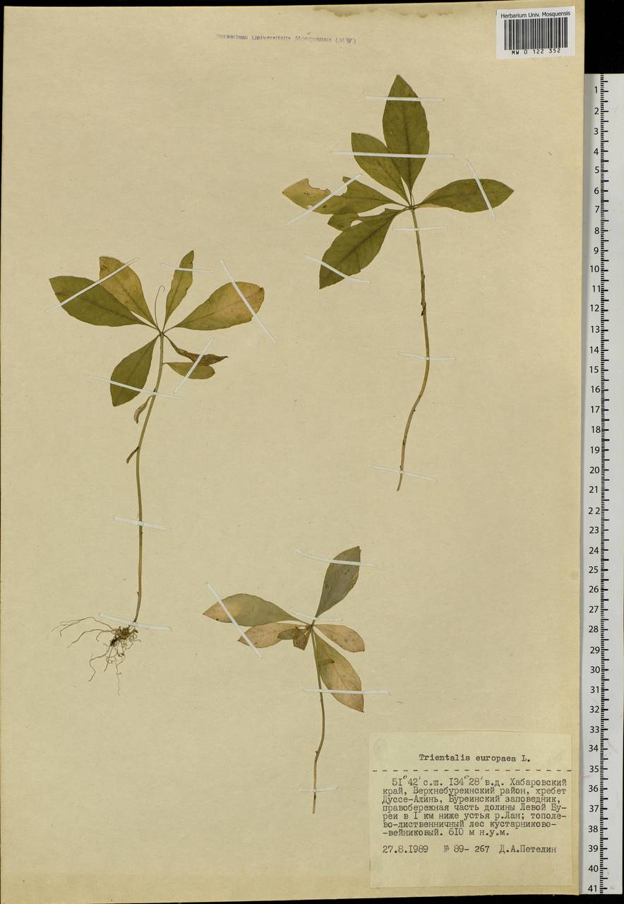 Lysimachia europaea (L.) U. Manns & Anderb., Siberia, Russian Far East (S6) (Russia)
