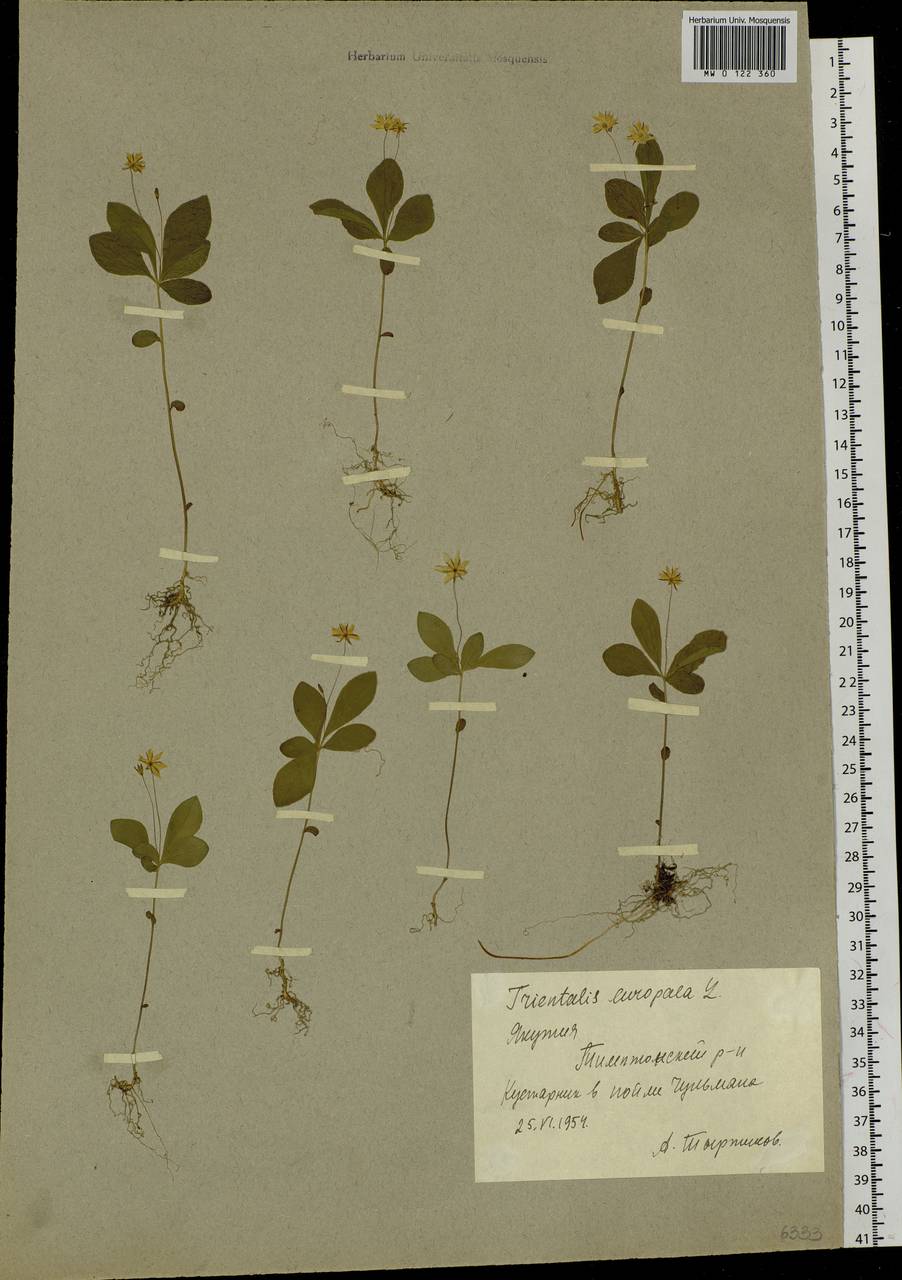 Lysimachia europaea (L.) U. Manns & Anderb., Siberia, Yakutia (S5) (Russia)