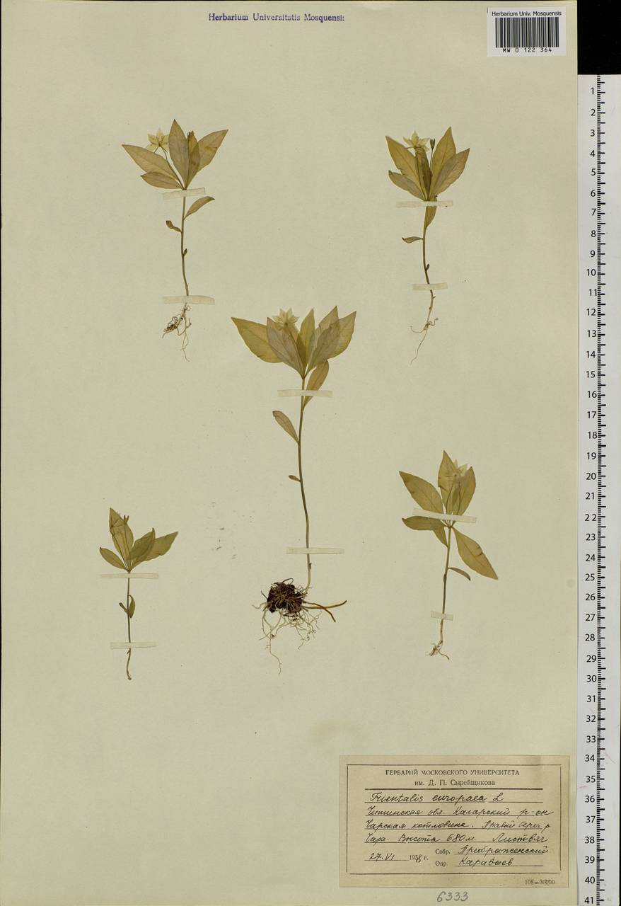 Lysimachia europaea (L.) U. Manns & Anderb., Siberia, Baikal & Transbaikal region (S4) (Russia)