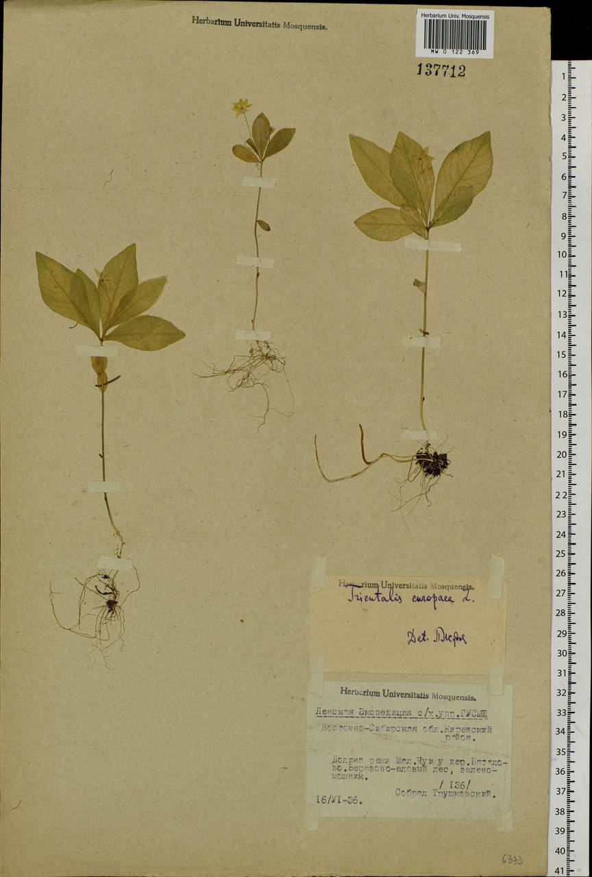 Lysimachia europaea (L.) U. Manns & Anderb., Siberia, Baikal & Transbaikal region (S4) (Russia)