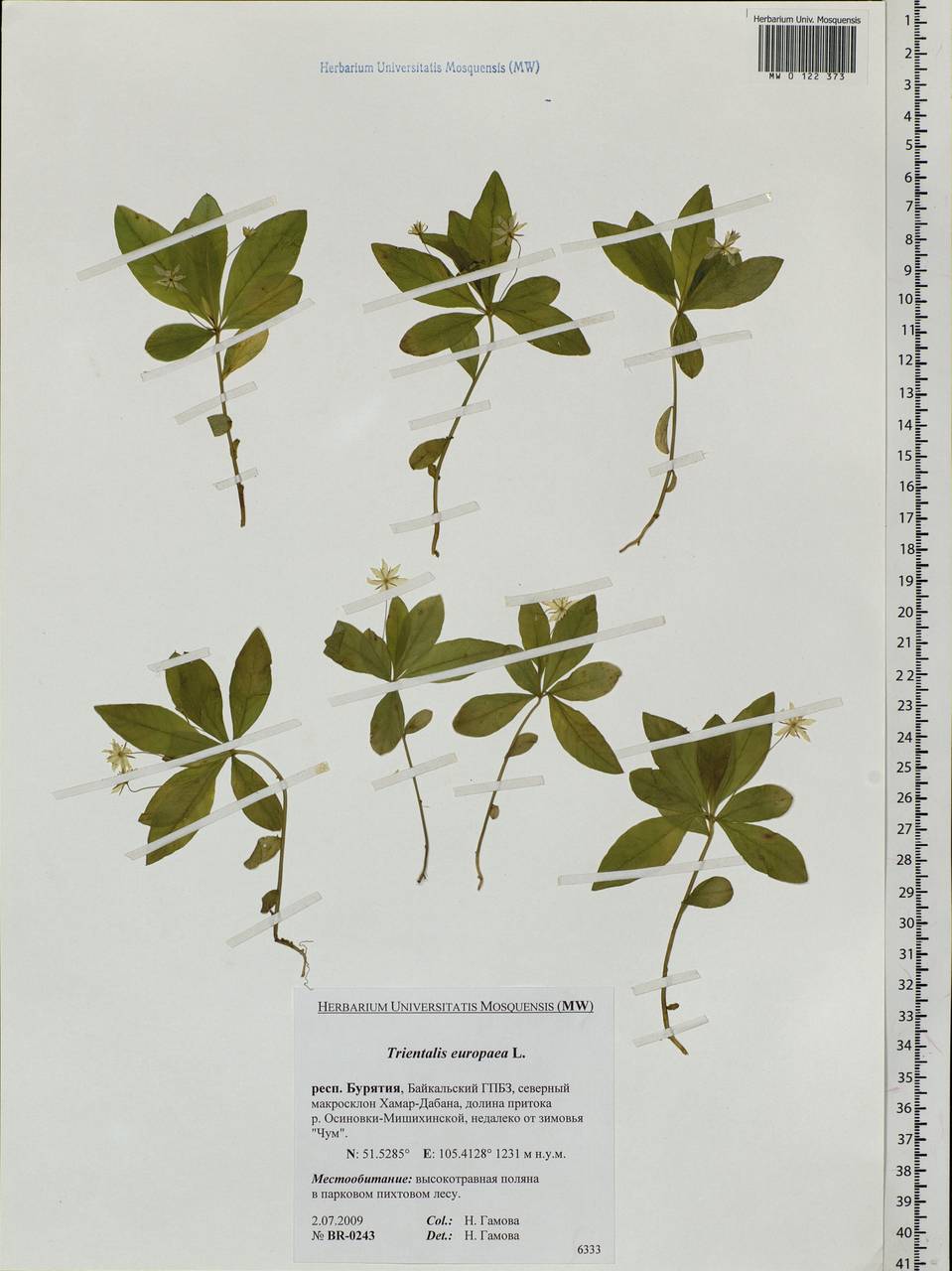 Lysimachia europaea (L.) U. Manns & Anderb., Siberia, Baikal & Transbaikal region (S4) (Russia)