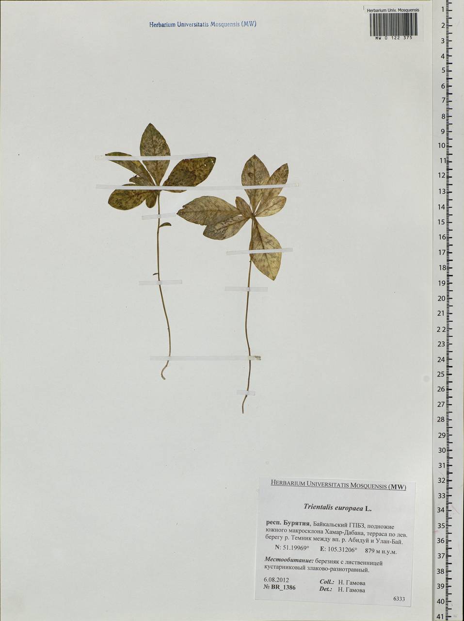 Lysimachia europaea (L.) U. Manns & Anderb., Siberia, Baikal & Transbaikal region (S4) (Russia)