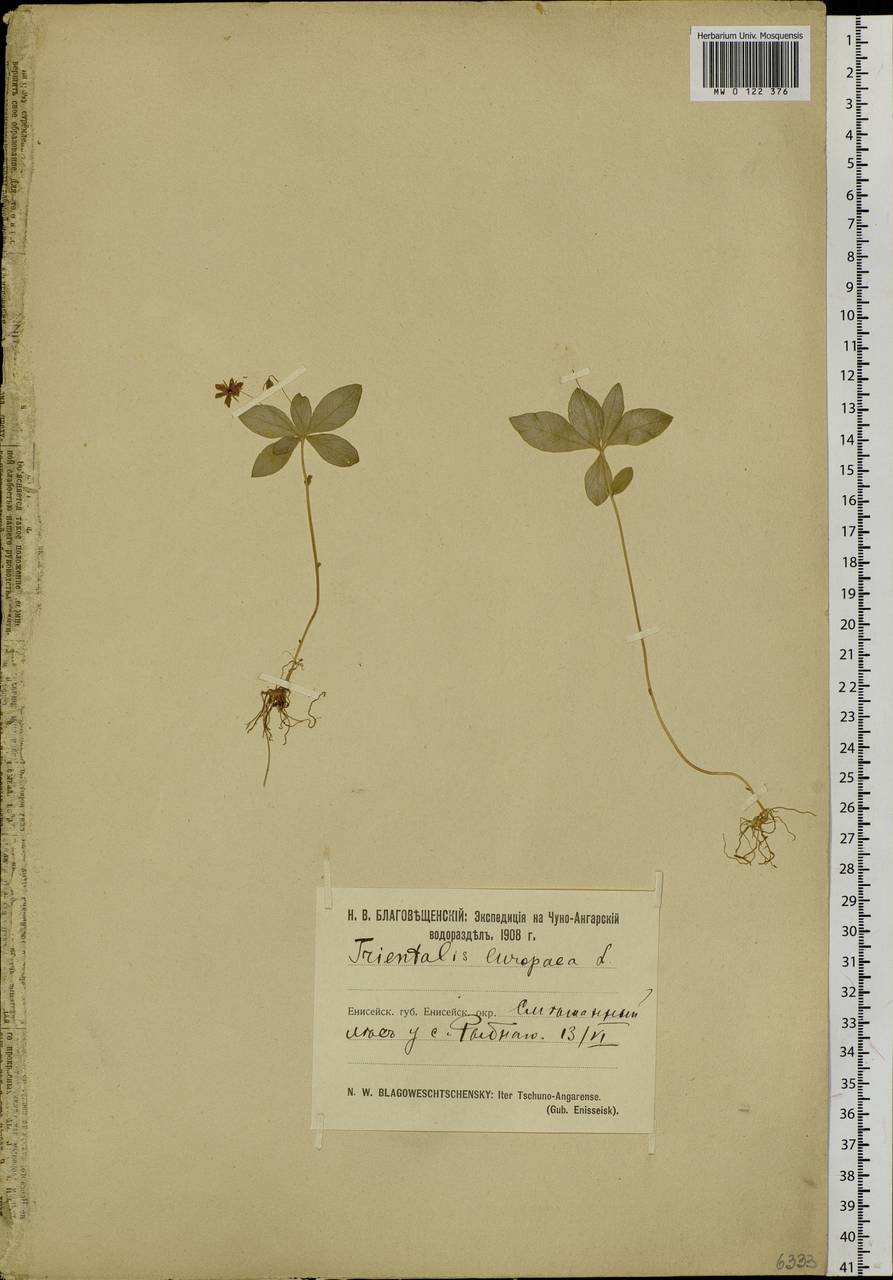 Lysimachia europaea (L.) U. Manns & Anderb., Siberia, Central Siberia (S3) (Russia)