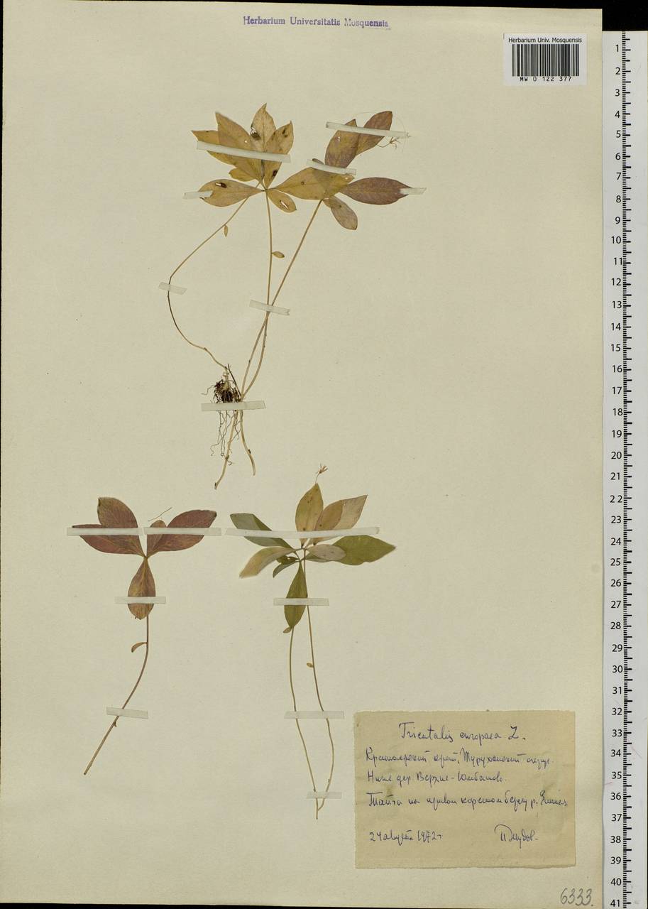 Lysimachia europaea (L.) U. Manns & Anderb., Siberia, Central Siberia (S3) (Russia)