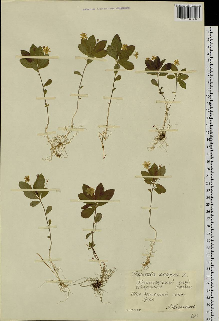 Lysimachia europaea (L.) U. Manns & Anderb., Siberia, Central Siberia (S3) (Russia)