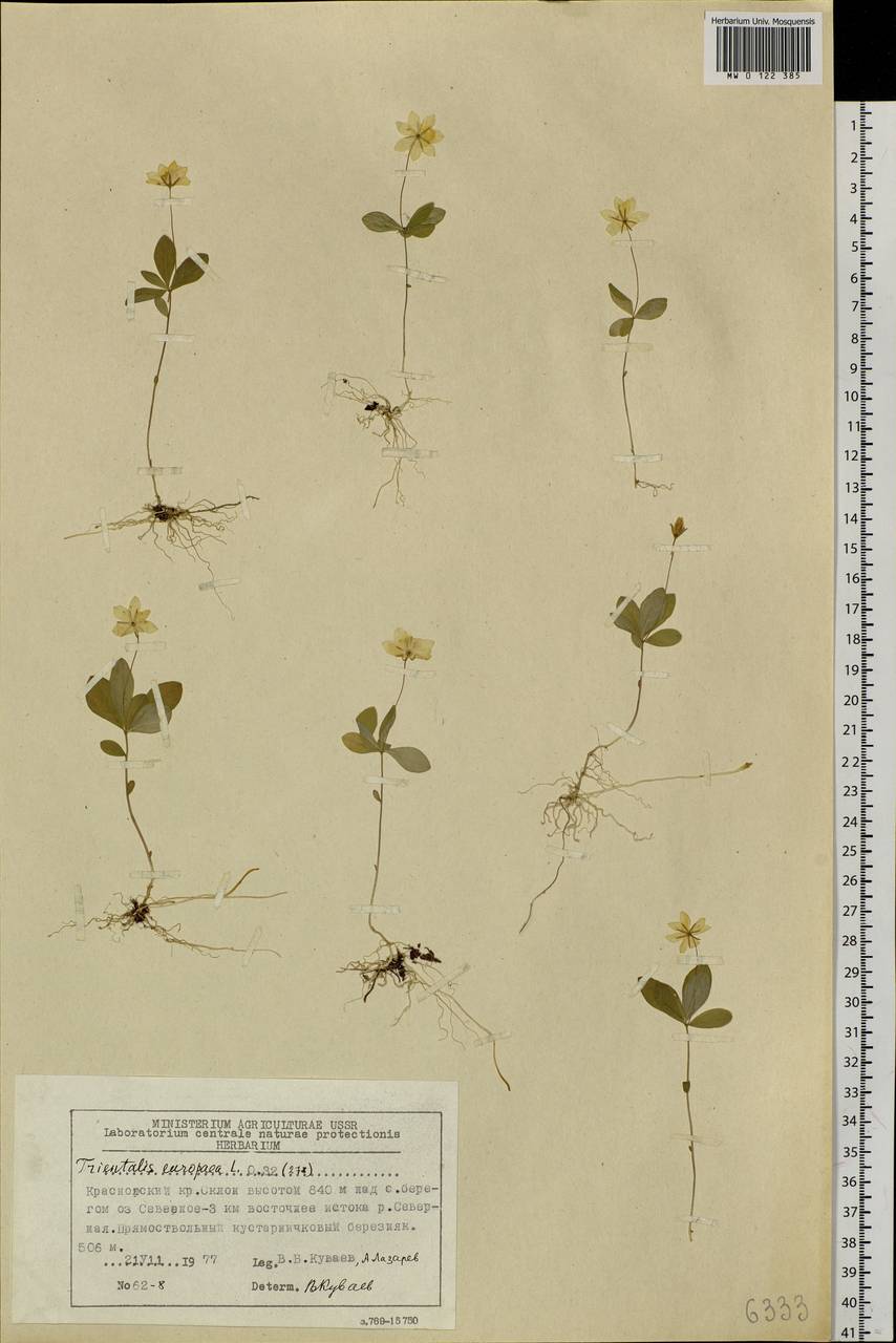 Lysimachia europaea (L.) U. Manns & Anderb., Siberia, Central Siberia (S3) (Russia)