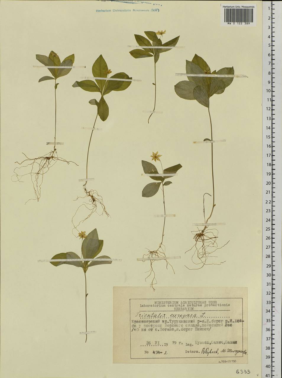 Lysimachia europaea (L.) U. Manns & Anderb., Siberia, Central Siberia (S3) (Russia)