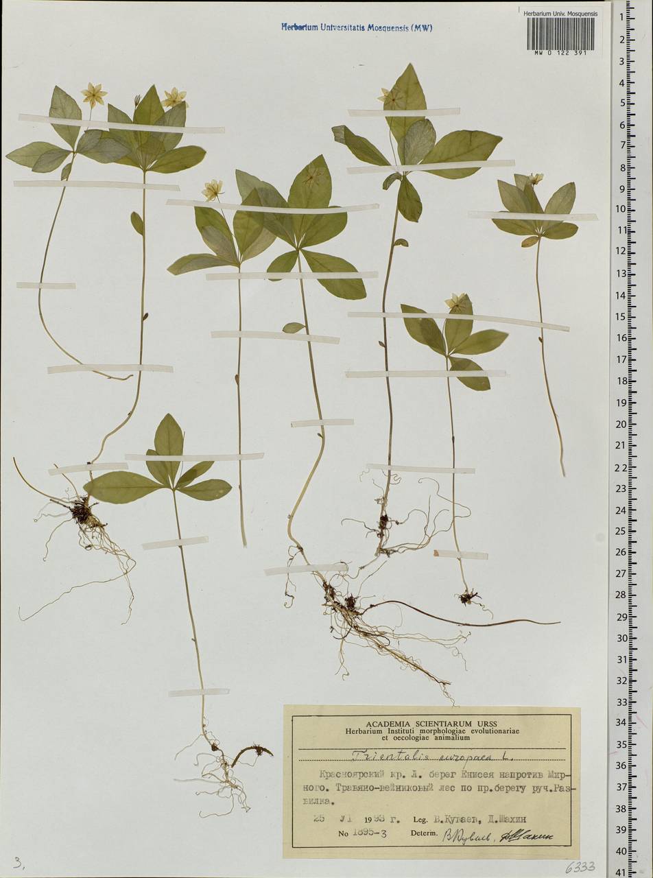 Lysimachia europaea (L.) U. Manns & Anderb., Siberia, Central Siberia (S3) (Russia)