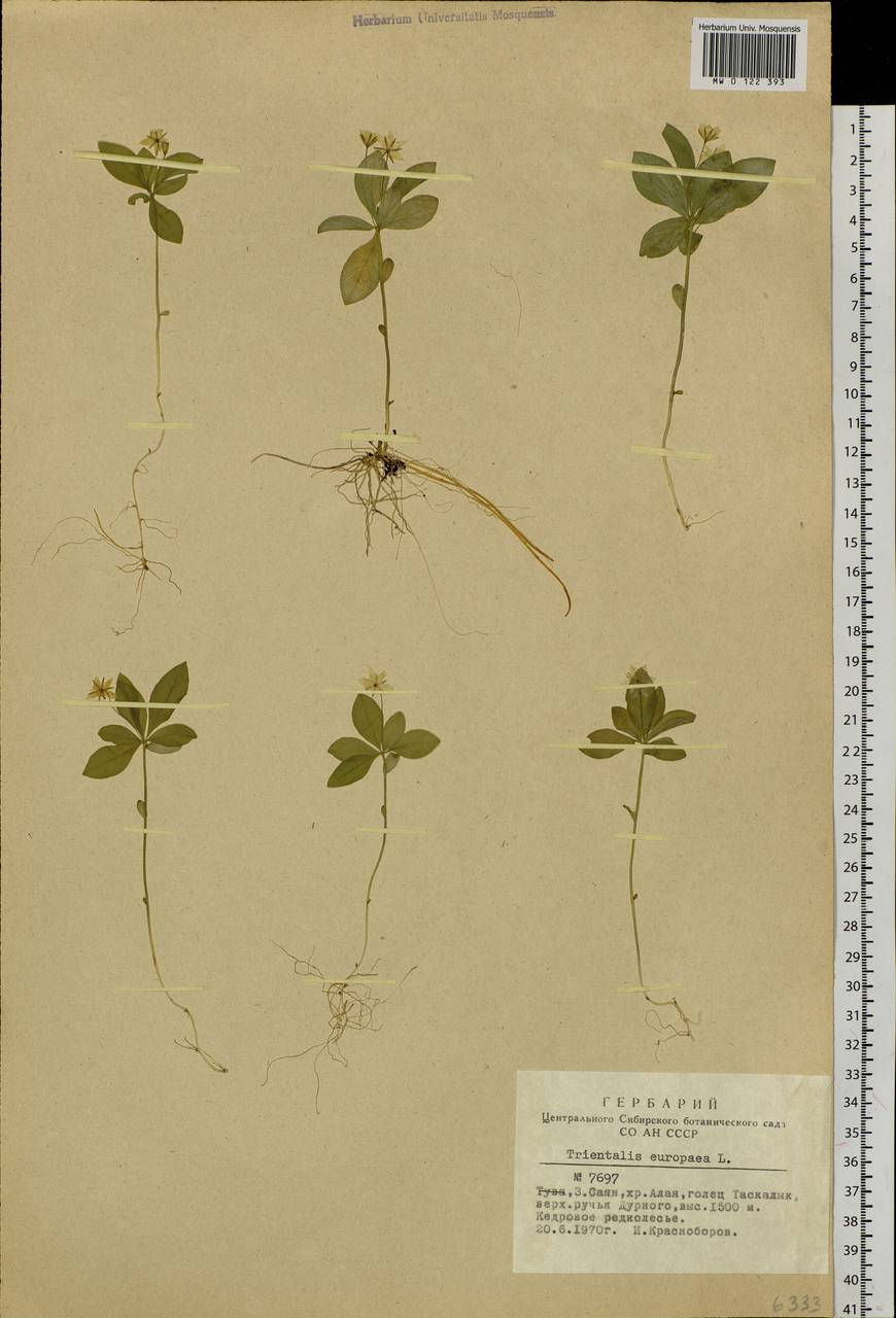 Lysimachia europaea (L.) U. Manns & Anderb., Siberia, Altai & Sayany Mountains (S2) (Russia)