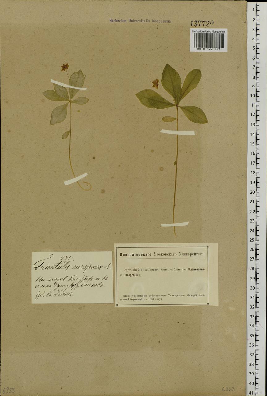 Lysimachia europaea (L.) U. Manns & Anderb., Siberia, Altai & Sayany Mountains (S2) (Russia)