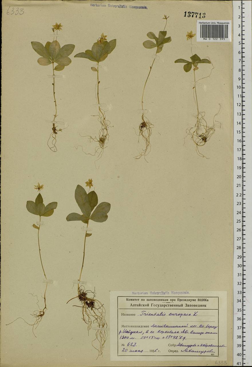 Lysimachia europaea (L.) U. Manns & Anderb., Siberia, Altai & Sayany Mountains (S2) (Russia)