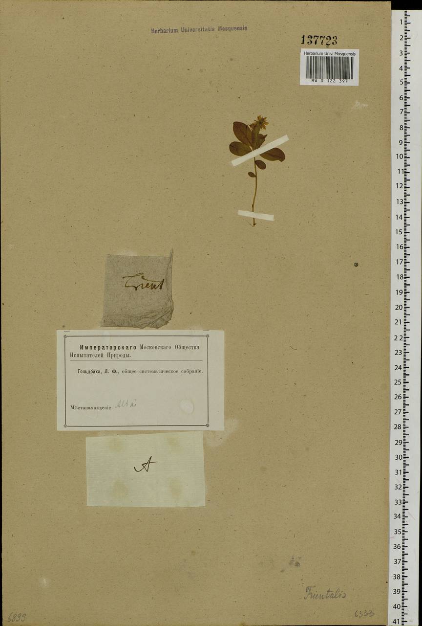 Lysimachia europaea (L.) U. Manns & Anderb., Siberia, Altai & Sayany Mountains (S2) (Russia)