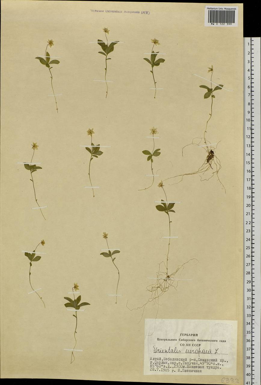 Lysimachia europaea (L.) U. Manns & Anderb., Siberia, Altai & Sayany Mountains (S2) (Russia)