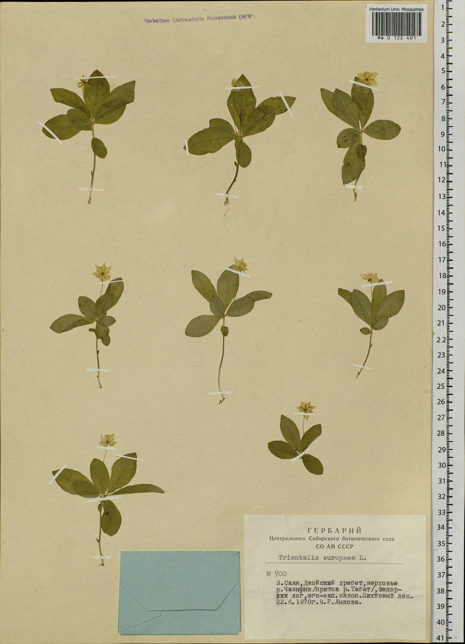 Lysimachia europaea (L.) U. Manns & Anderb., Siberia, Altai & Sayany Mountains (S2) (Russia)
