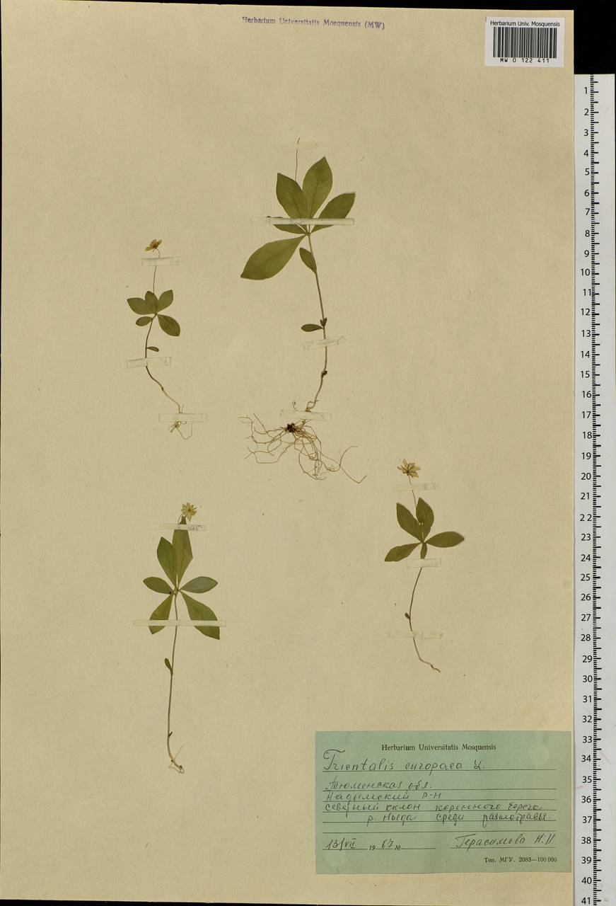 Lysimachia europaea (L.) U. Manns & Anderb., Siberia, Western Siberia (S1) (Russia)