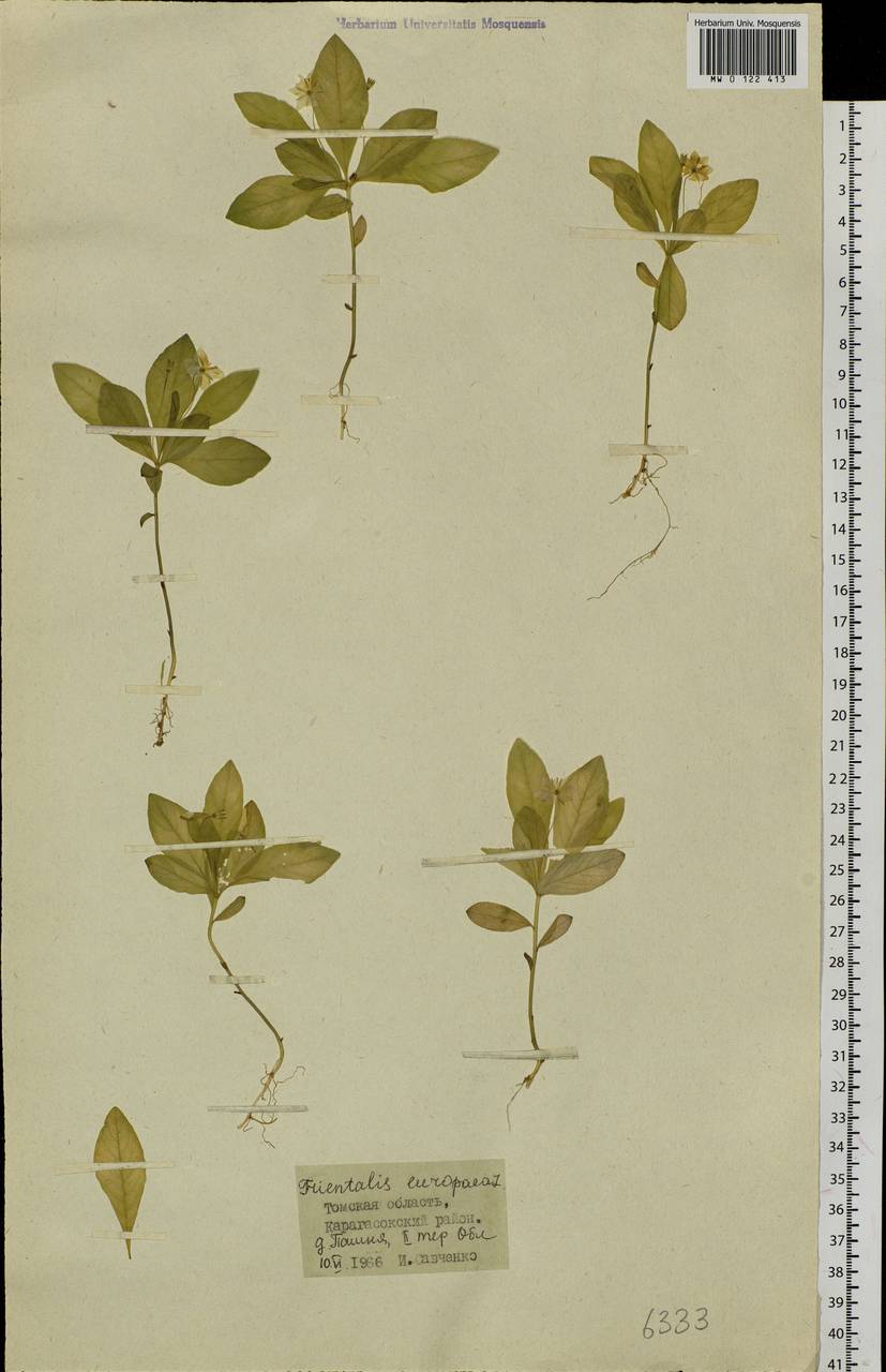 Lysimachia europaea (L.) U. Manns & Anderb., Siberia, Western Siberia (S1) (Russia)
