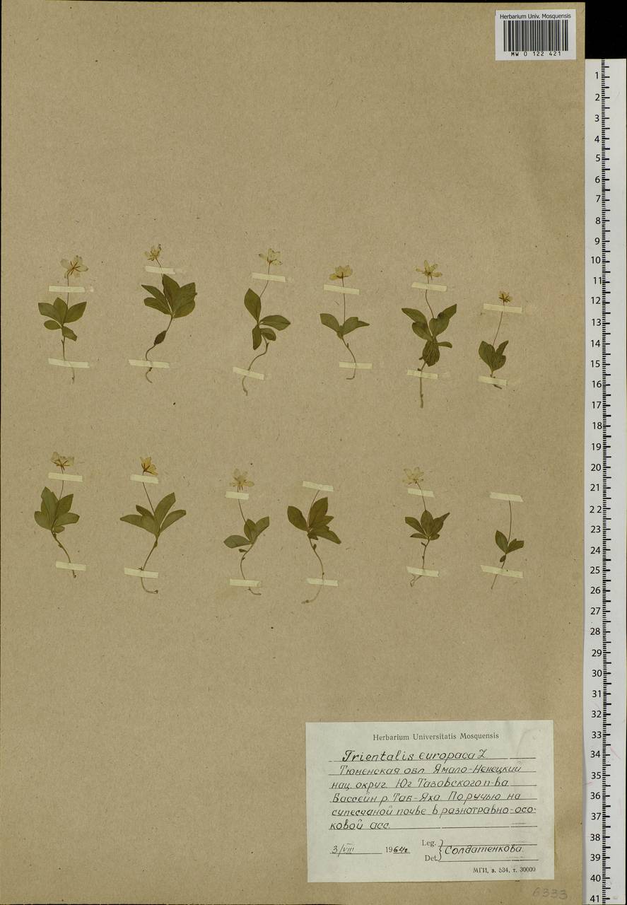 Lysimachia europaea (L.) U. Manns & Anderb., Siberia, Western Siberia (S1) (Russia)