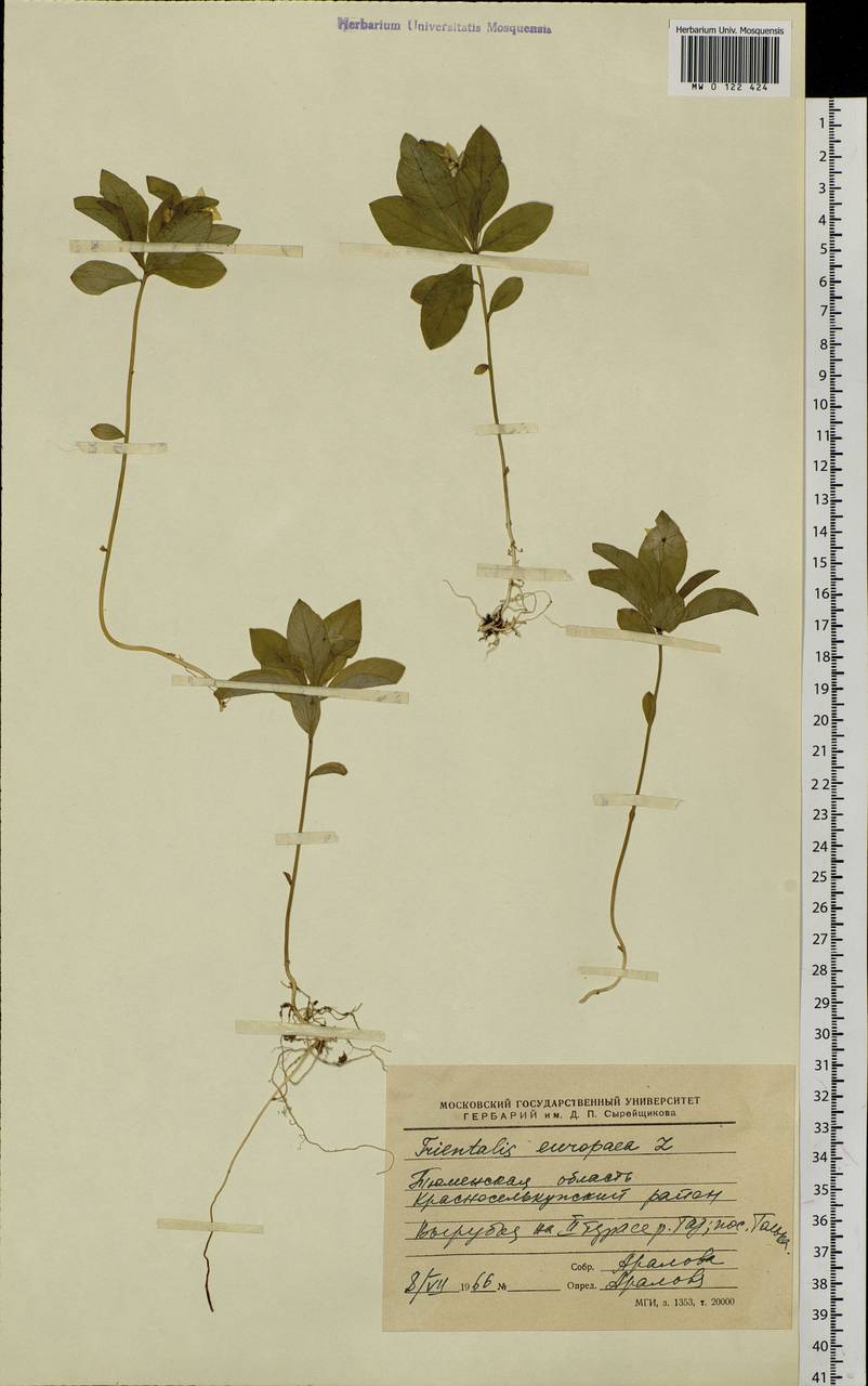 Lysimachia europaea (L.) U. Manns & Anderb., Siberia, Western Siberia (S1) (Russia)