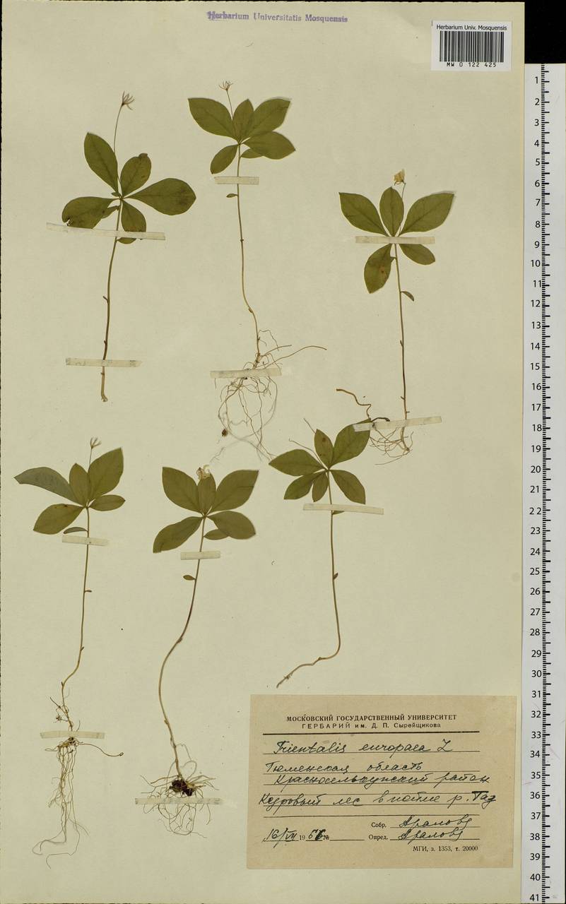 Lysimachia europaea (L.) U. Manns & Anderb., Siberia, Western Siberia (S1) (Russia)