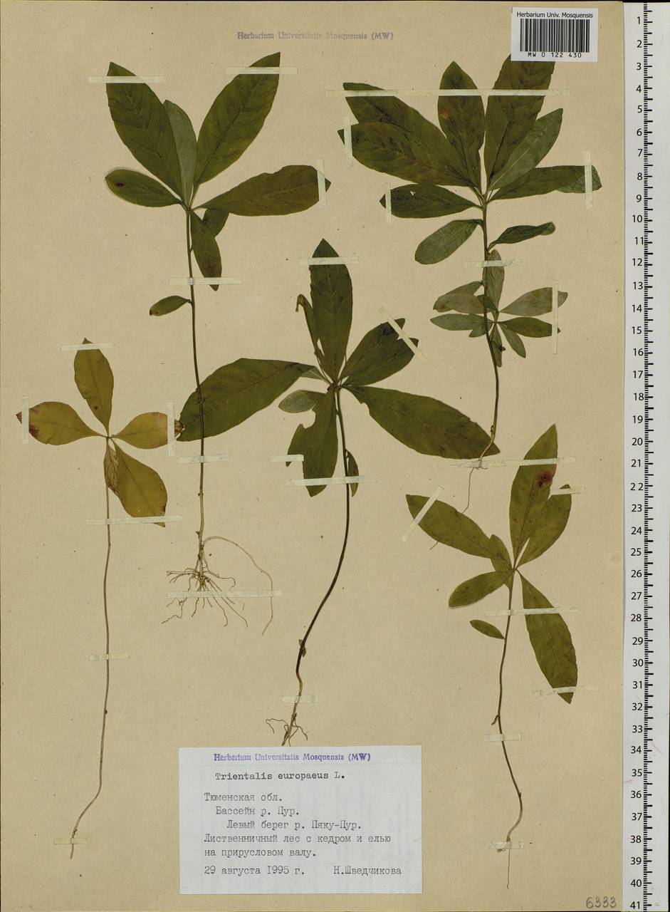 Lysimachia europaea (L.) U. Manns & Anderb., Siberia, Western Siberia (S1) (Russia)