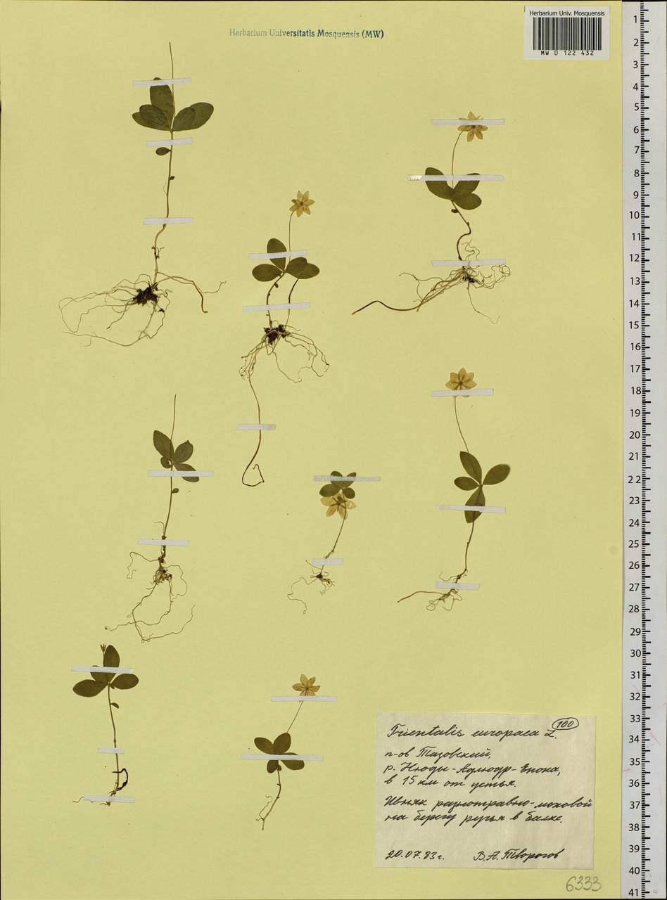 Lysimachia europaea (L.) U. Manns & Anderb., Siberia, Western Siberia (S1) (Russia)