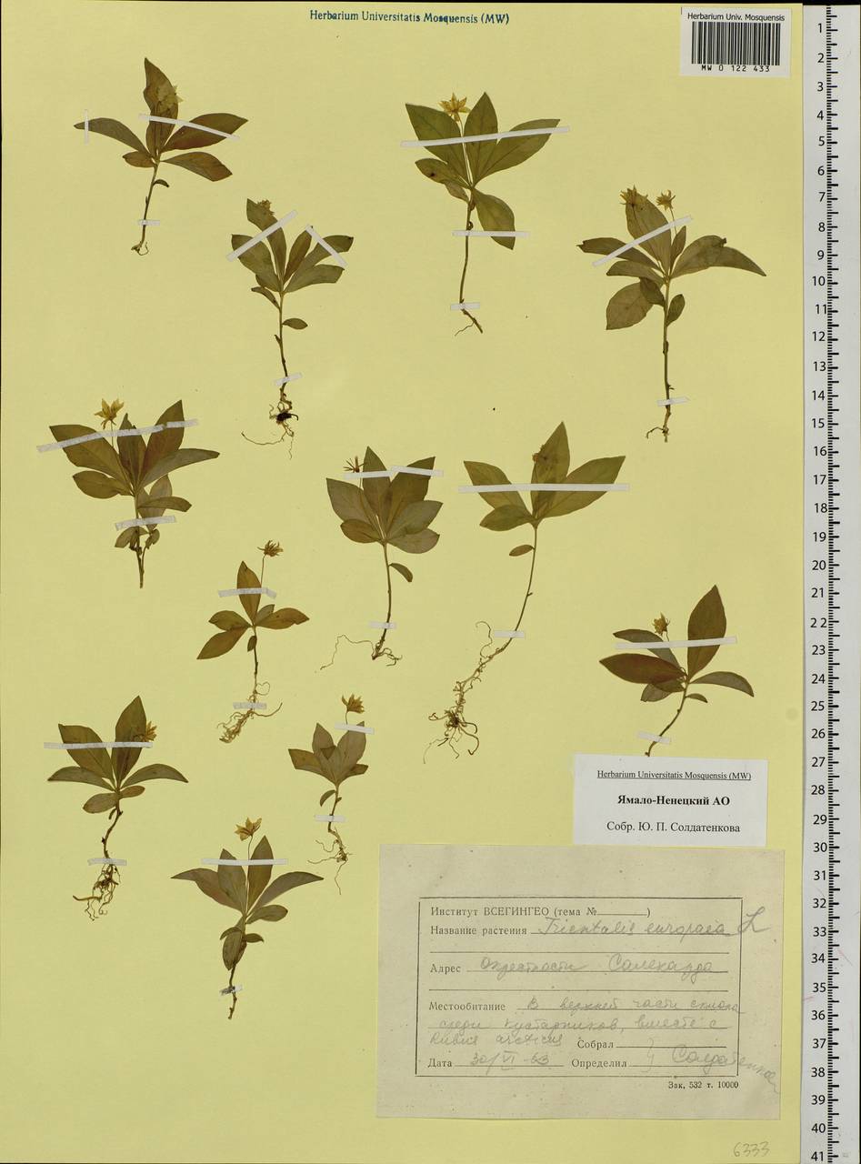 Lysimachia europaea (L.) U. Manns & Anderb., Siberia, Western Siberia (S1) (Russia)