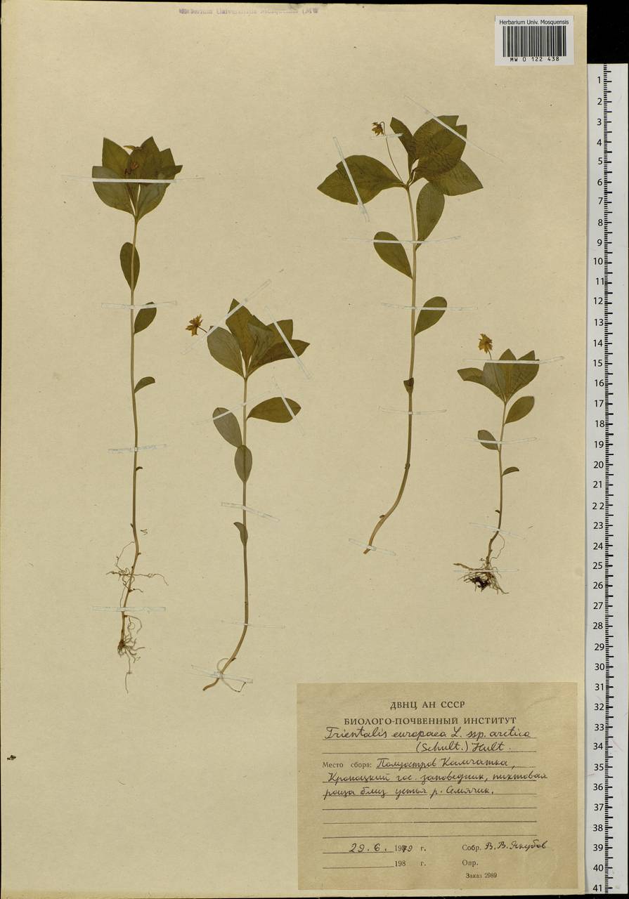 Lysimachia europaea var. arctica (Fisch. ex Hook.), Siberia, Chukotka & Kamchatka (S7) (Russia)