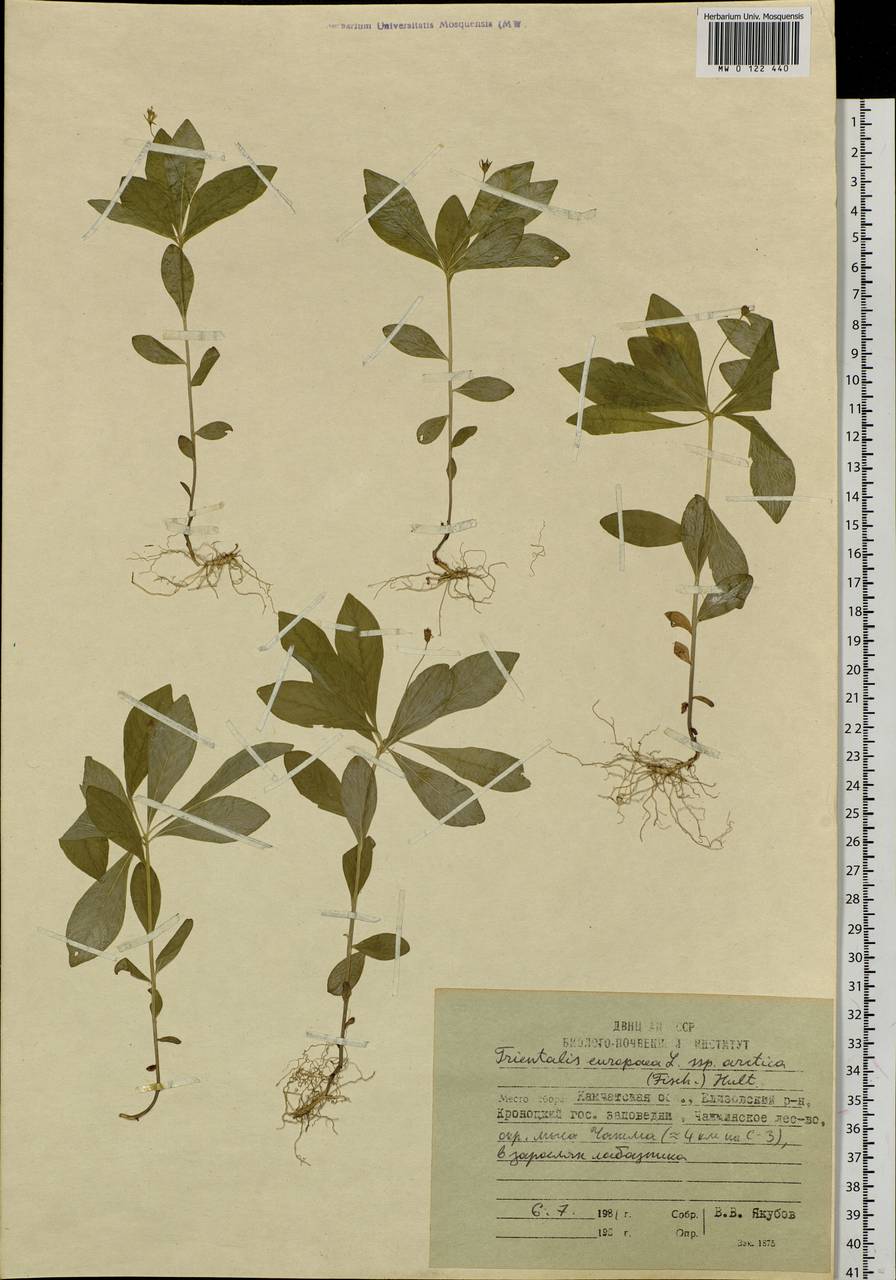 Lysimachia europaea var. arctica (Fisch. ex Hook.), Siberia, Chukotka & Kamchatka (S7) (Russia)