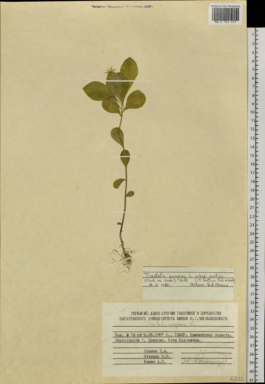 Lysimachia europaea var. arctica (Fisch. ex Hook.), Siberia, Chukotka & Kamchatka (S7) (Russia)