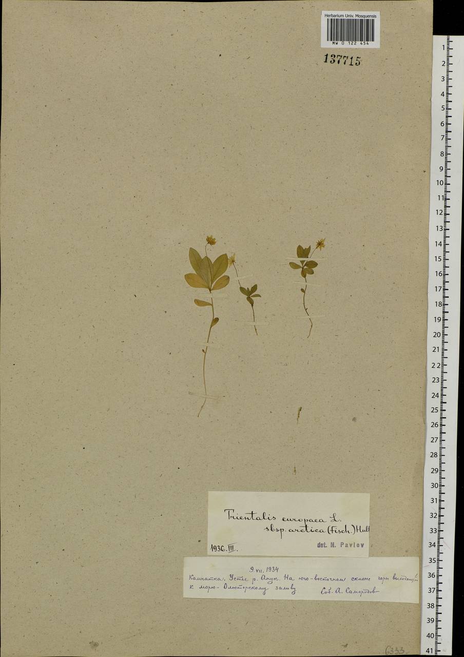 Lysimachia europaea var. arctica (Fisch. ex Hook.), Siberia, Chukotka & Kamchatka (S7) (Russia)