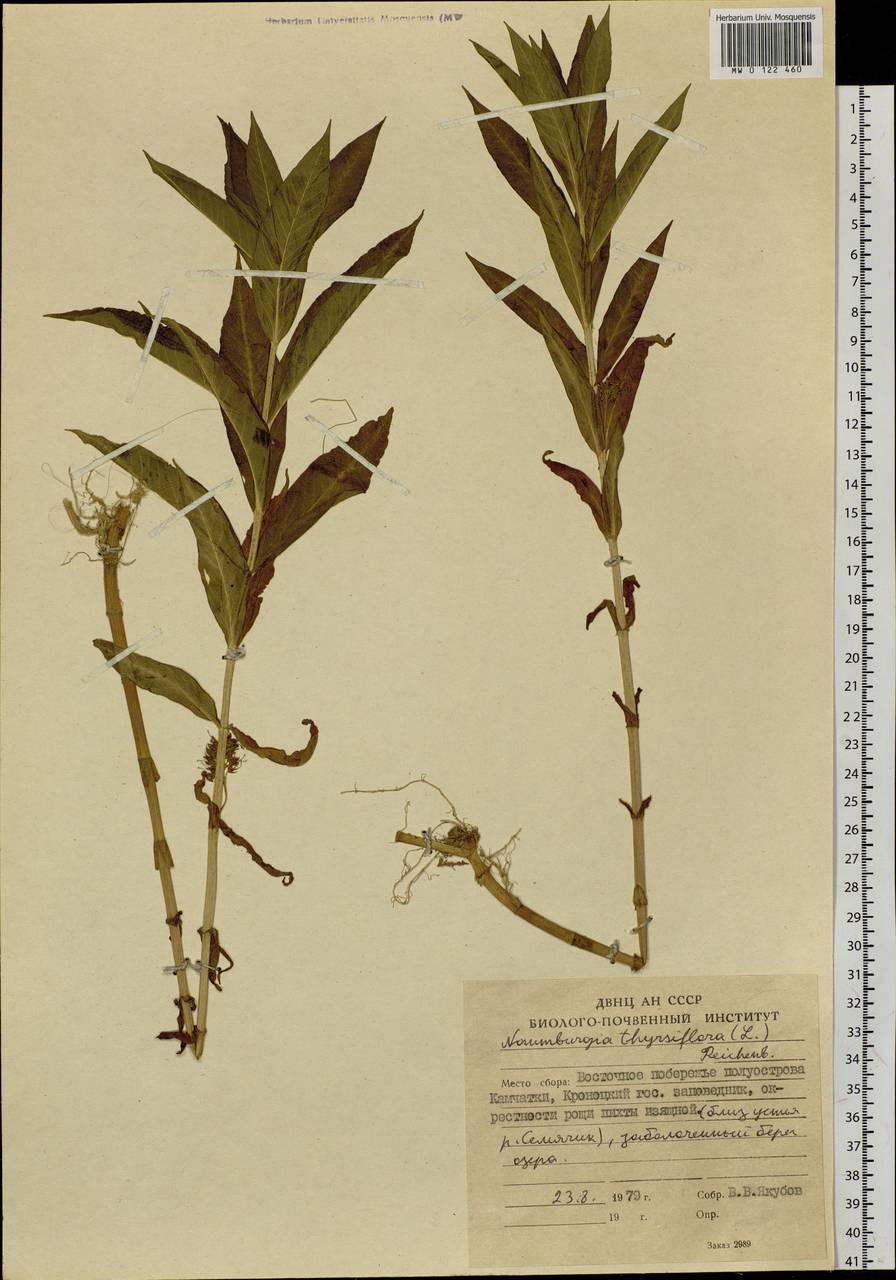 Lysimachia thyrsiflora L., Siberia, Chukotka & Kamchatka (S7) (Russia)