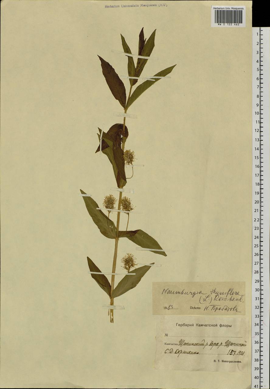 Lysimachia thyrsiflora L., Siberia, Chukotka & Kamchatka (S7) (Russia)