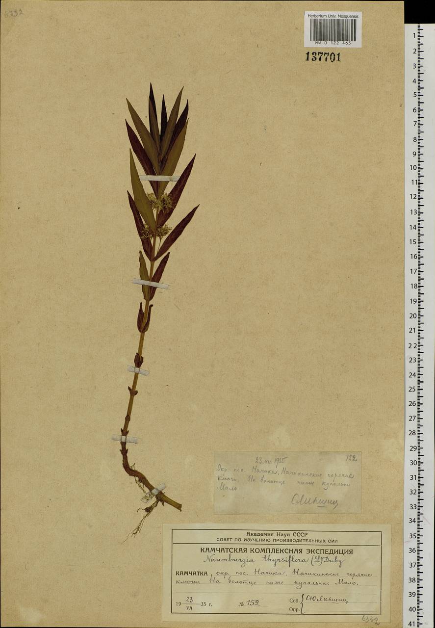 Lysimachia thyrsiflora L., Siberia, Chukotka & Kamchatka (S7) (Russia)