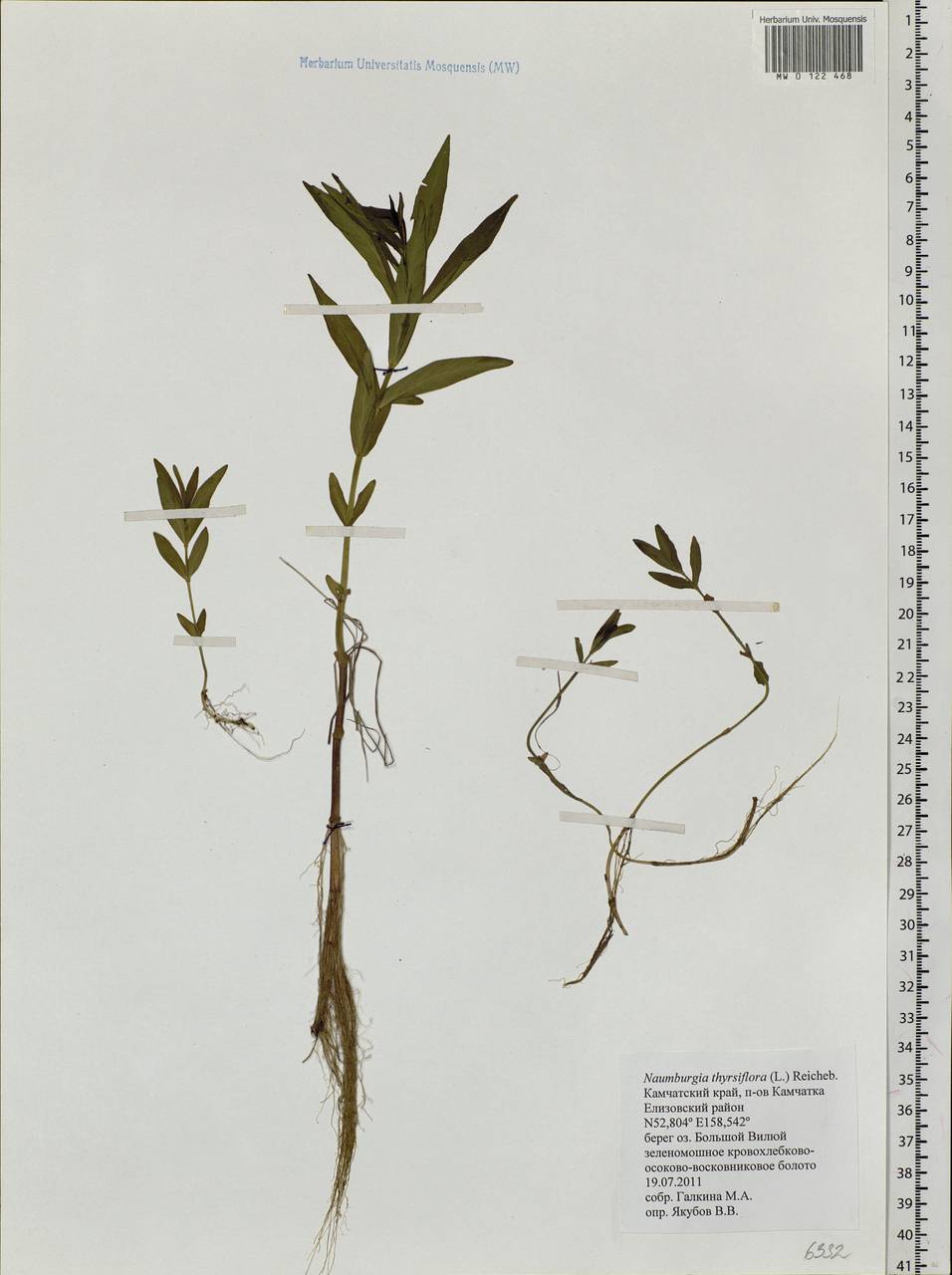 Lysimachia thyrsiflora L., Siberia, Chukotka & Kamchatka (S7) (Russia)