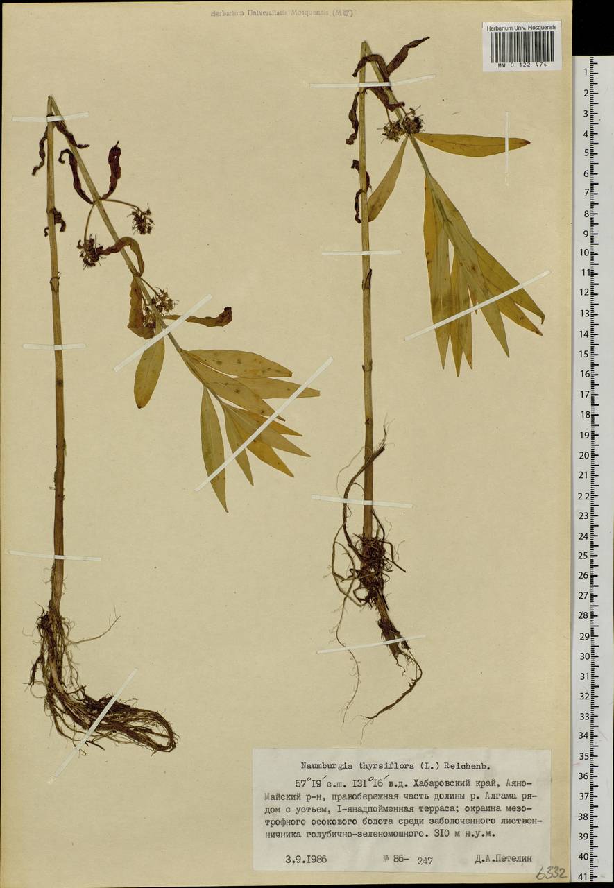 Lysimachia thyrsiflora L., Siberia, Russian Far East (S6) (Russia)