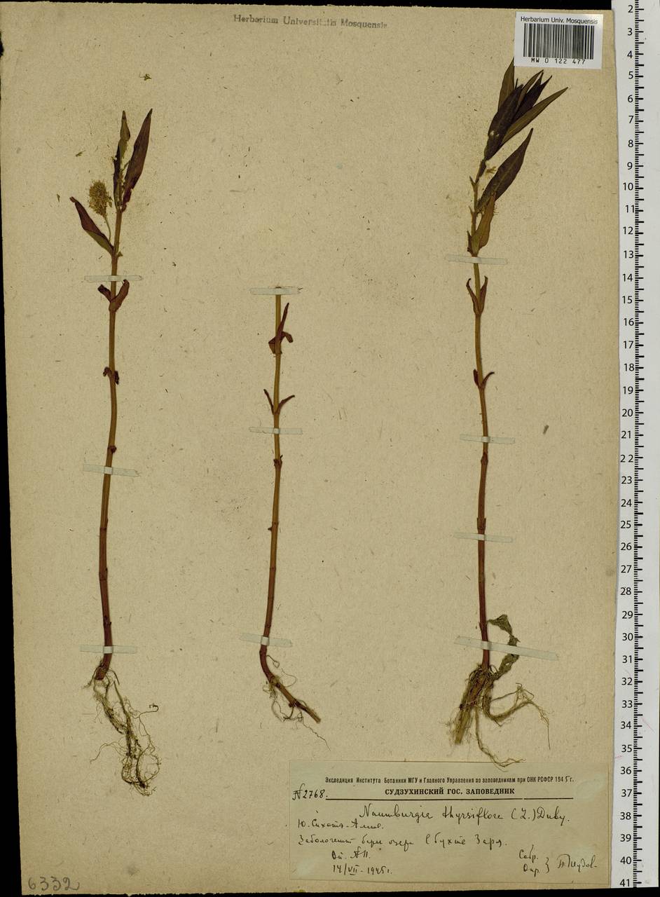 Lysimachia thyrsiflora L., Siberia, Russian Far East (S6) (Russia)