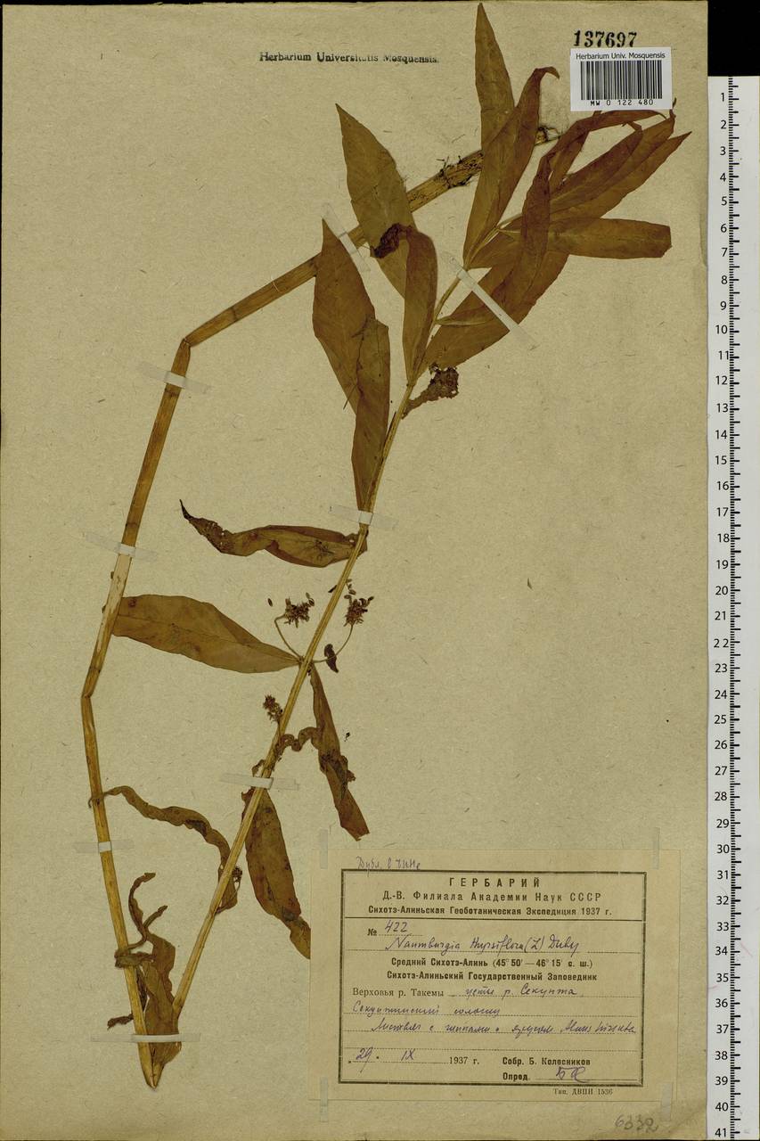 Lysimachia thyrsiflora L., Siberia, Russian Far East (S6) (Russia)
