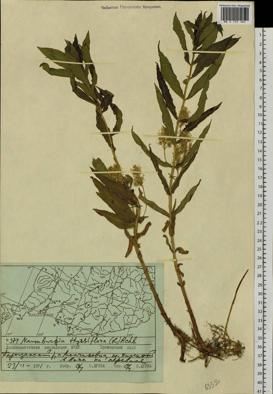 Lysimachia thyrsiflora L., Siberia, Russian Far East (S6) (Russia)