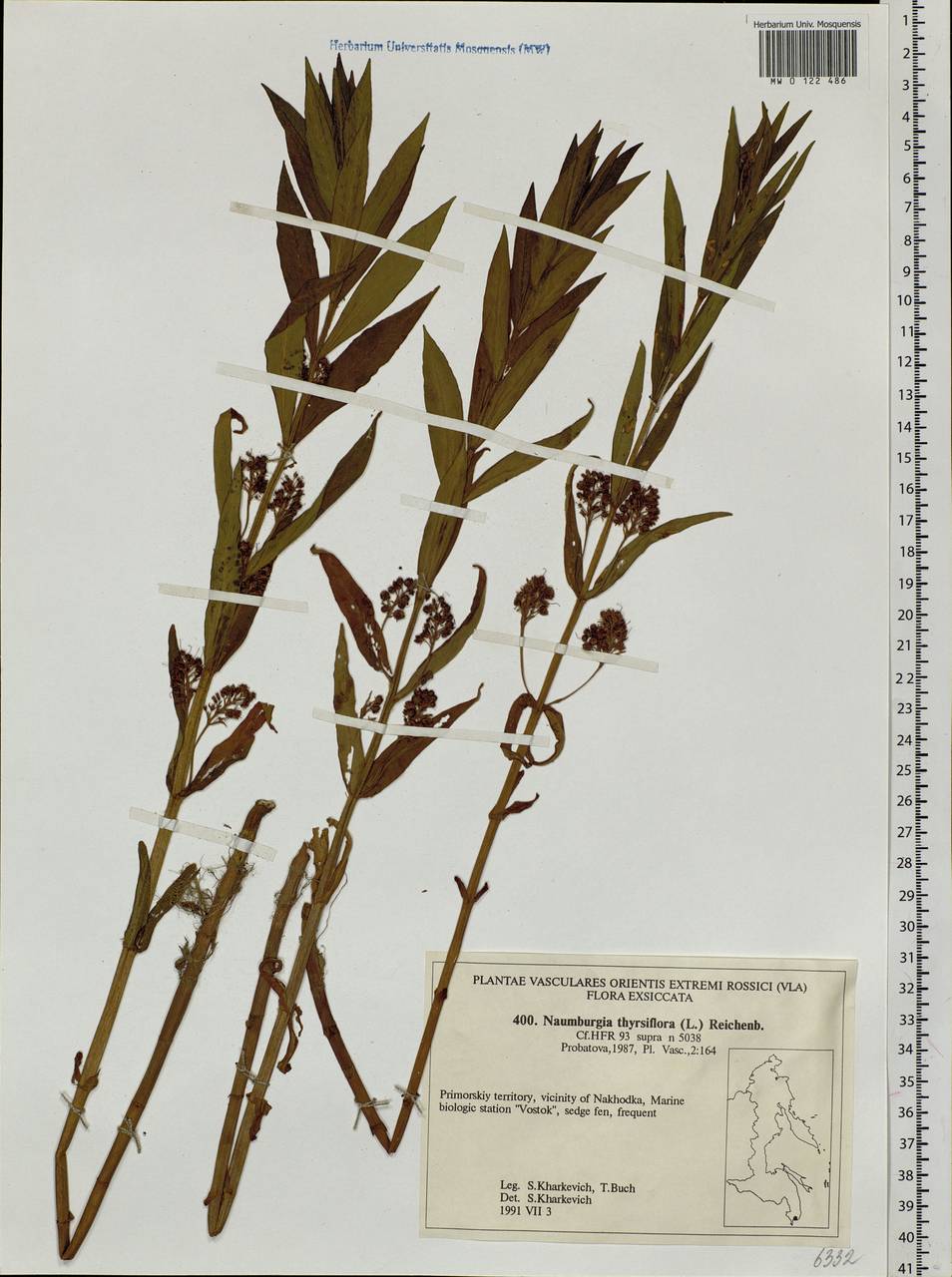 Lysimachia thyrsiflora L., Siberia, Russian Far East (S6) (Russia)