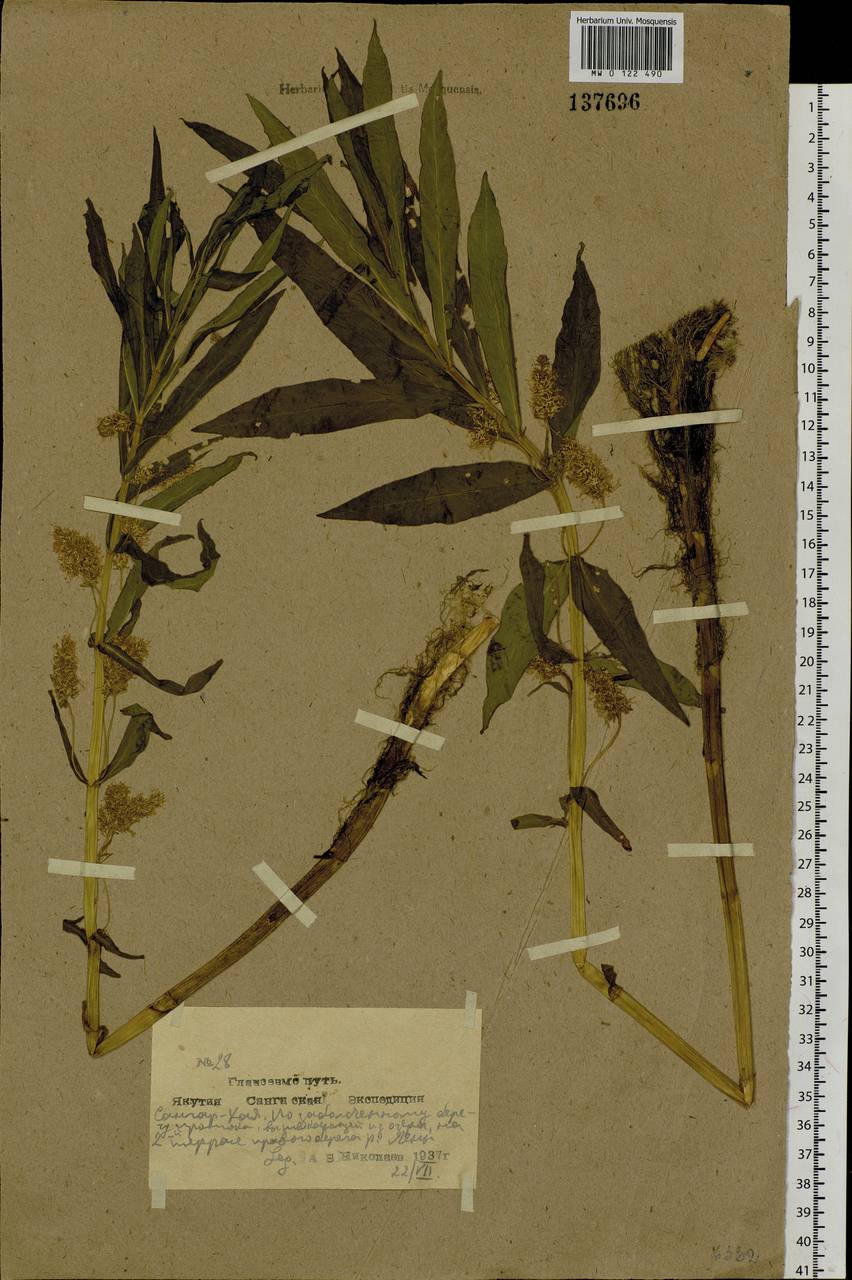 Lysimachia thyrsiflora L., Siberia, Yakutia (S5) (Russia)