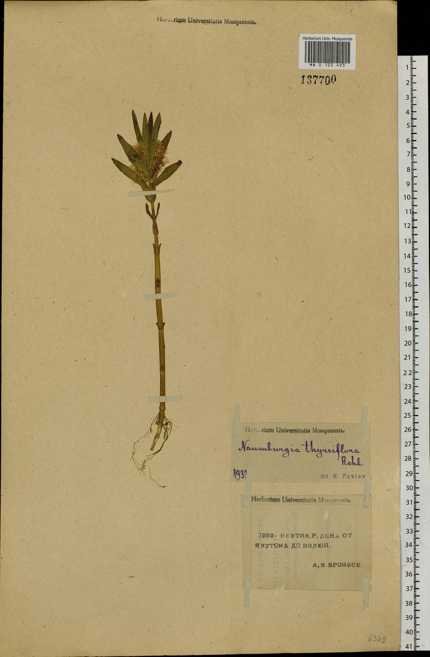 Lysimachia thyrsiflora L., Siberia, Yakutia (S5) (Russia)