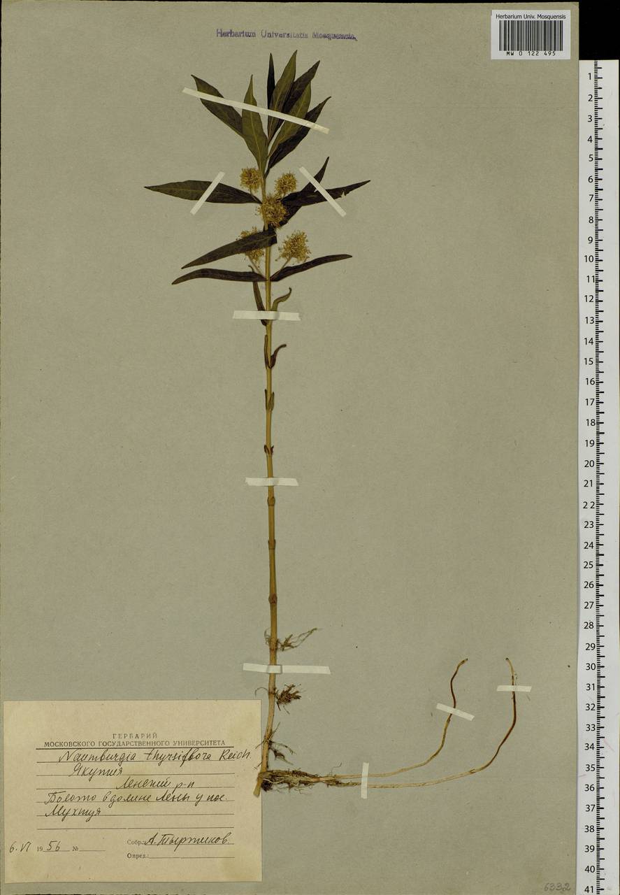 Lysimachia thyrsiflora L., Siberia, Yakutia (S5) (Russia)