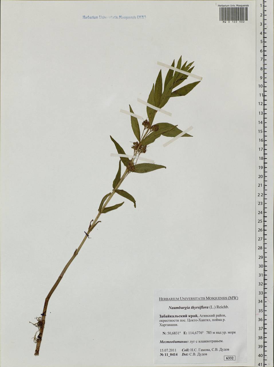 Lysimachia thyrsiflora L., Siberia, Baikal & Transbaikal region (S4) (Russia)