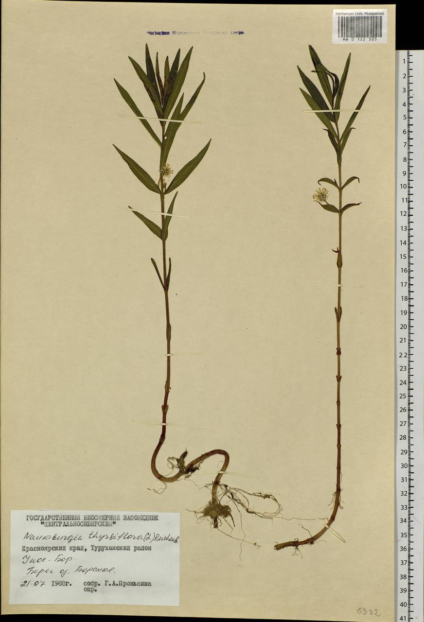 Lysimachia thyrsiflora L., Siberia, Central Siberia (S3) (Russia)